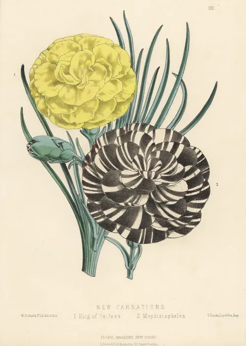Framed Print : New carnation hybrids, Dianthus caryophyllus Framed Print : New carnation hybrids, Dianthus caryophyllus