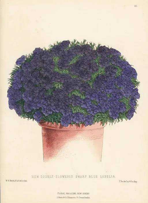 Framed Print : New double-flowered dwarf blue Lobelia in plant pot Framed Print : New double-flowered dwarf blue Lobelia in plant pot