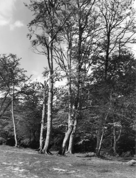 Framed Print : The New Forest Framed Print : The New Forest