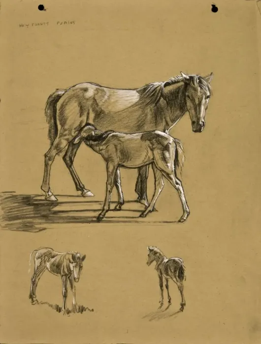 Framed Print : New Forest Ponies Framed Print : New Forest Ponies