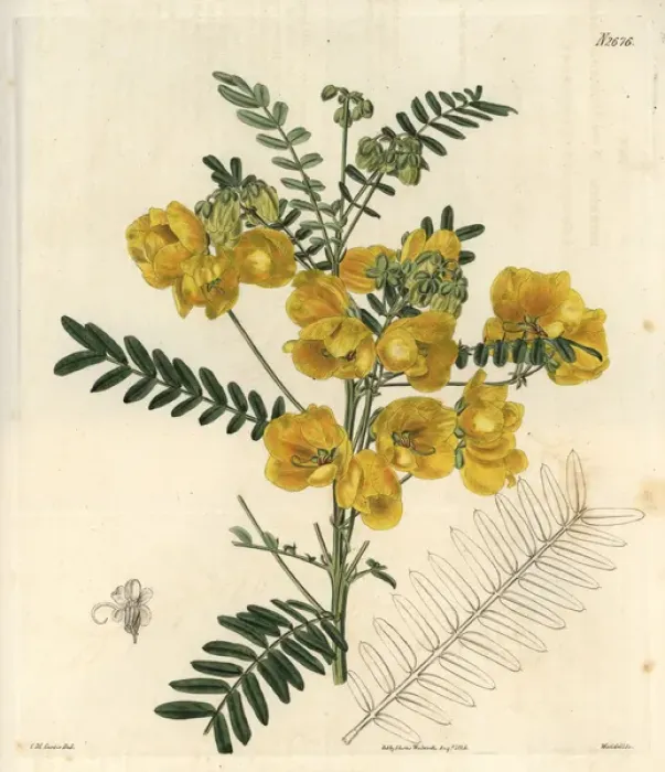 Framed Print : New Holland cassia, Cassia australis Framed Print : New Holland cassia, Cassia australis