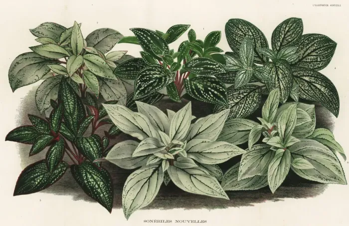 Framed Print : New hybrid Sonerila foliage plants Framed Print : New hybrid Sonerila foliage plants