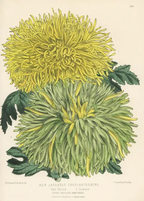 Framed Print : New Japanese chrysanthemum cultivars Framed Print : New Japanese chrysanthemum cultivars