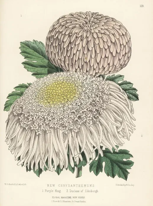 Framed Print : New Japanese chrysanthemum cultivars Framed Print : New Japanese chrysanthemum cultivars