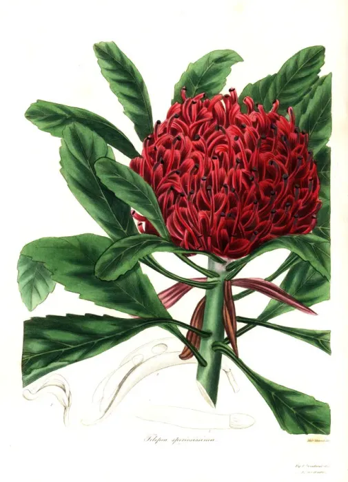 Framed Print : New South Wales waratah or most showy telopea Framed Print : New South Wales waratah or most showy telopea
