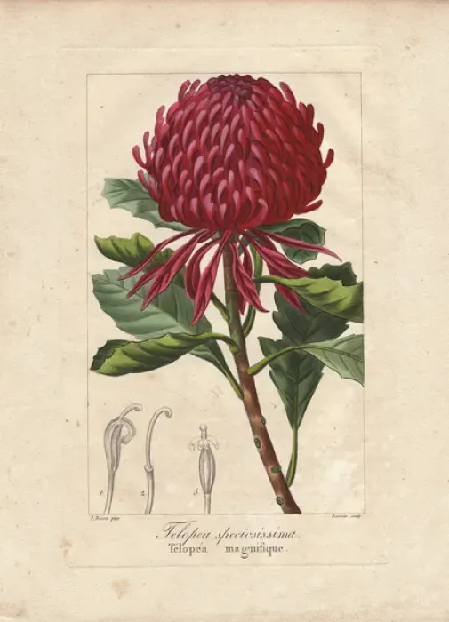 Framed Print : New South Wales waratah, Telopea speciosissima Framed Print : New South Wales waratah, Telopea speciosissima