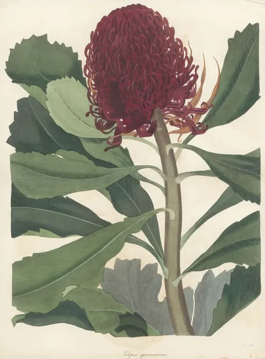 Framed Print : New South Wales waratah, Telopea speciosissima Framed Print : New South Wales waratah, Telopea speciosissima