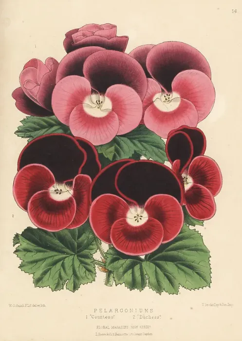 Framed Print : New varieies of Pelargoniums Framed Print : New varieies of Pelargoniums