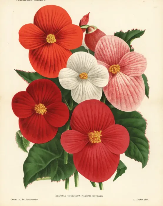 Framed Print : New varieties of begonia Framed Print : New varieties of begonia