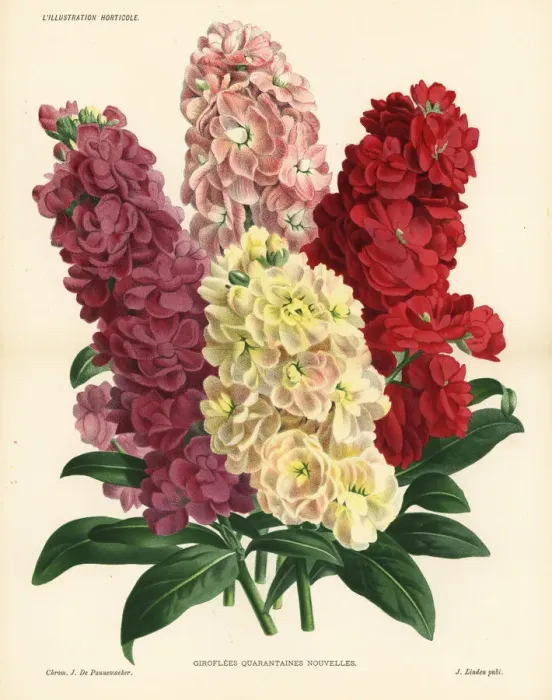 Framed Print : New varieties of hoary stock, Matthiola incana Framed Print : New varieties of hoary stock, Matthiola incana