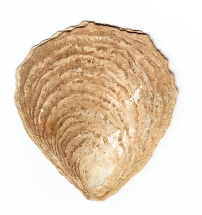 Framed Print : New Year card in the shape of an oyster shell Framed Print : New Year card in the shape of an oyster shell