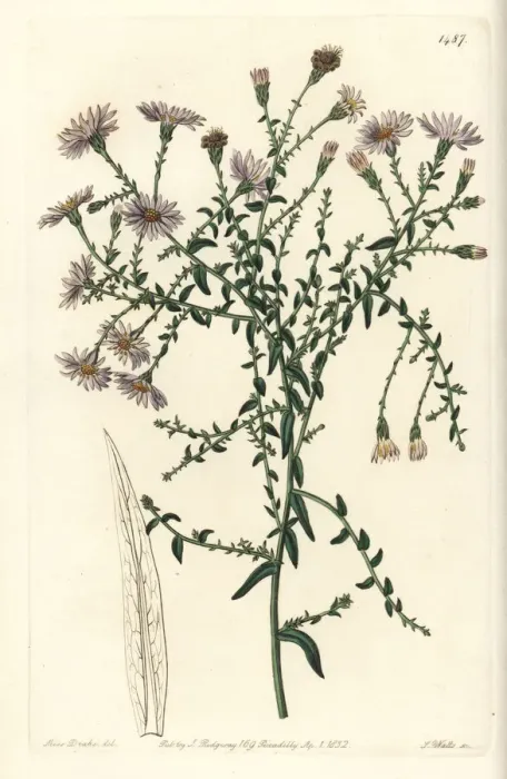 Framed Print : New York aster, Symphyotrichum dumosum Framed Print : New York aster, Symphyotrichum dumosum