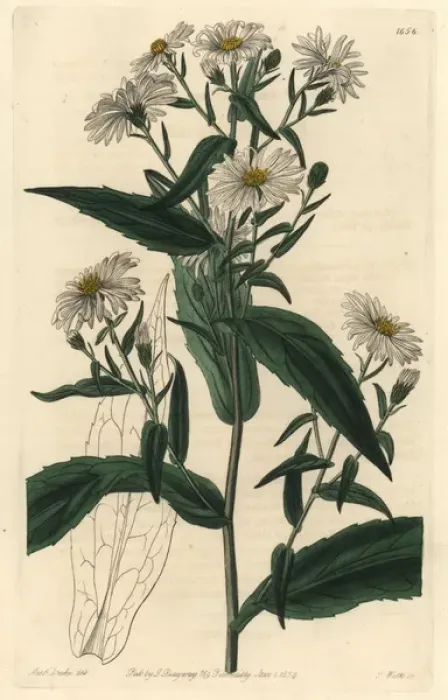 Framed Print : New York aster, Symphyotrichum novi-belgii Framed Print : New York aster, Symphyotrichum novi-belgii