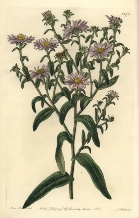 Framed Print : New York aster, Symphyotrichum novi-belgii Framed Print : New York aster, Symphyotrichum novi-belgii