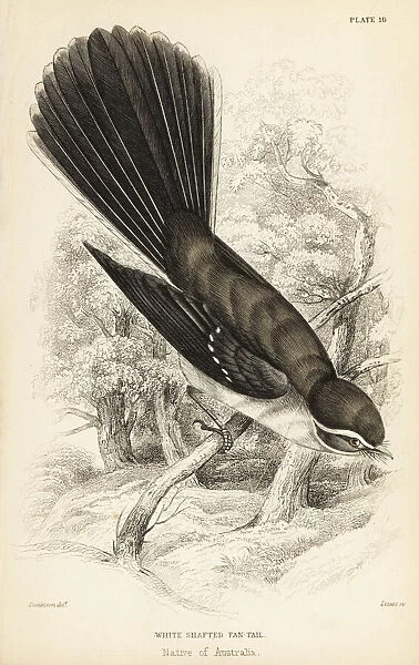 New Zealand fantail, Rhipidura fuliginosa