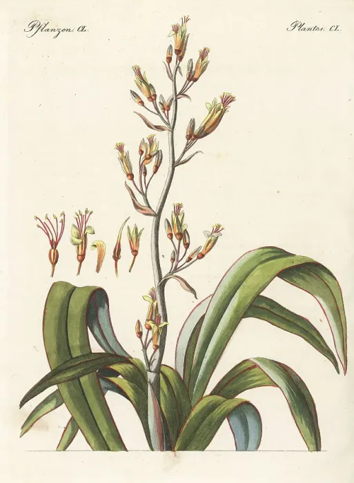 Framed Print : New Zealand flax or harakeke, Phormium tenax Framed Print : New Zealand flax or harakeke, Phormium tenax