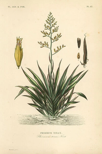 New Zealand flax or harekeke, Phormium tenax
