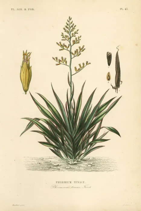 Framed Print : New Zealand flax or harekeke, Phormium tenax Framed Print : New Zealand flax or harekeke, Phormium tenax