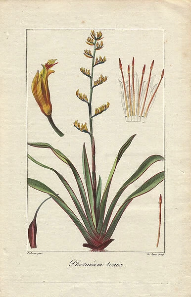 New Zealand flax, Phormium tenax