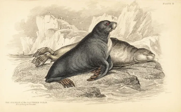 Framed Print : New Zealand fur seal, Arctocephalus forsteri Framed Print : New Zealand fur seal, Arctocephalus forsteri