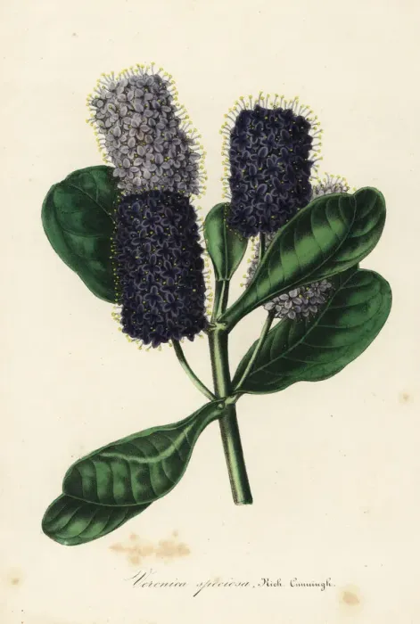 Framed Print : New Zealand hebe, Veronica speciosa Framed Print : New Zealand hebe, Veronica speciosa