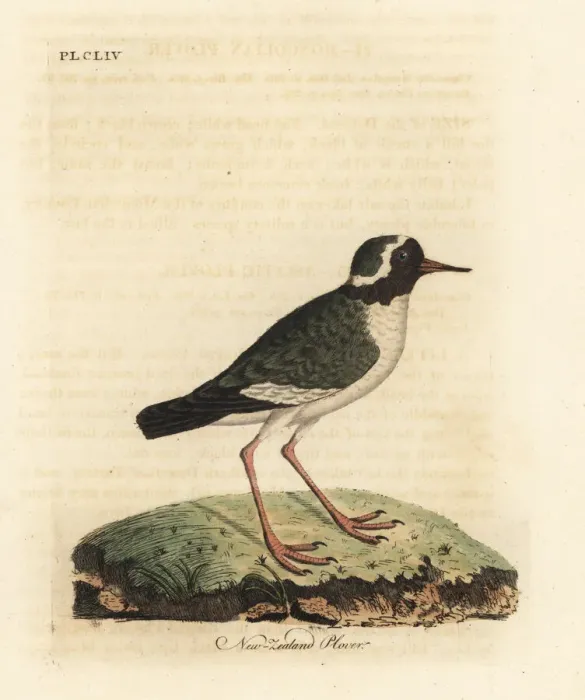 Framed Print : New Zealand plover, Charadrius obscures. Endangered Framed Print : New Zealand plover, Charadrius obscures. Endangered