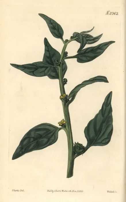 Framed Print : New Zealand spinach, Tegragonia expansa