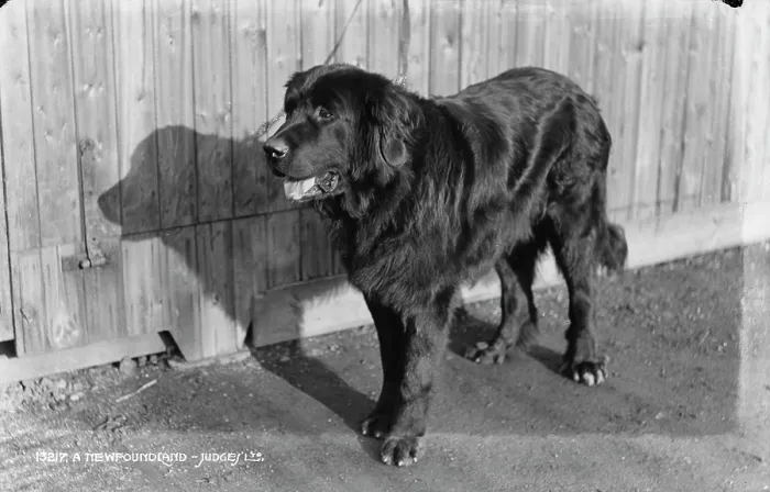 Framed Print : A Newfoundland Dog Framed Print : A Newfoundland Dog