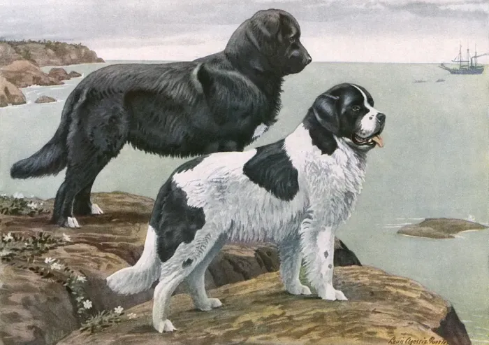 Framed Print : Newfoundlands by Water Framed Print : Newfoundlands by Water