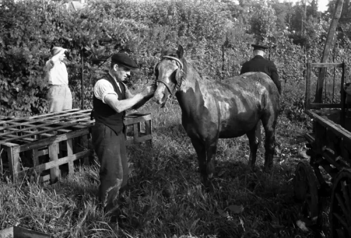 Framed Print : NFS (London Region) Southall horse rescue, WW2 Framed Print : NFS (London Region) Southall horse rescue, WW2