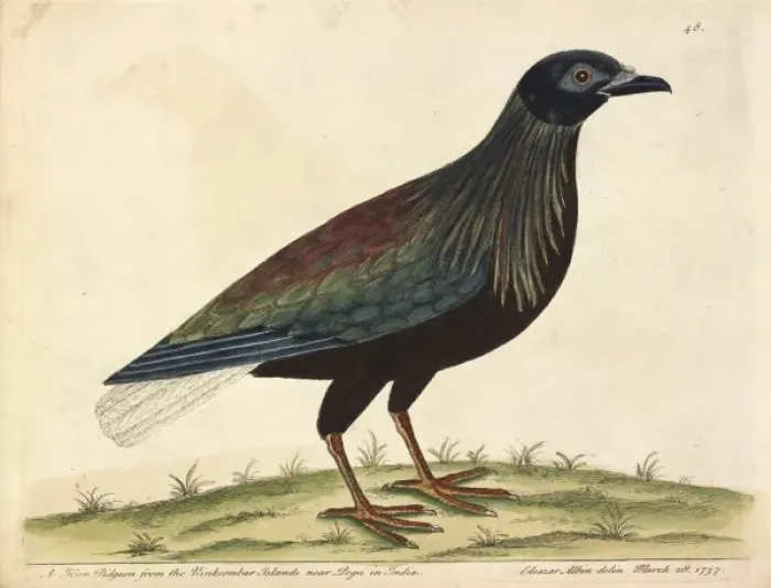 Framed Print : Nicobar Pigeon Framed Print : Nicobar Pigeon