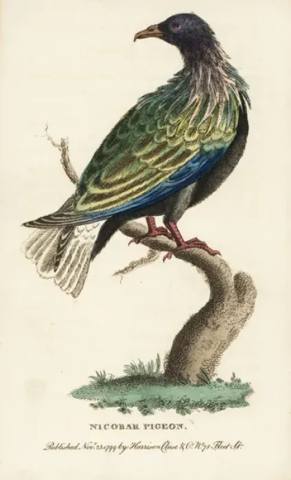 Framed Print : Nicobar pigeon, Caloenas nicobarica Near threatened Framed Print : Nicobar pigeon, Caloenas nicobarica Near threatened