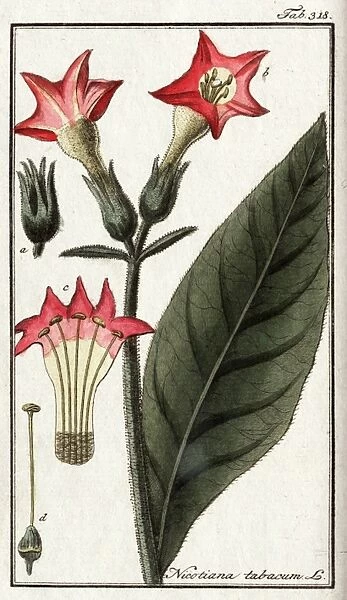 Nicotiana tabacum L.. From: Afbeeldingen der artseny-gewassen met derzelver