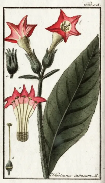 Framed Print : Nicotiana tabacum L Framed Print : Nicotiana tabacum L