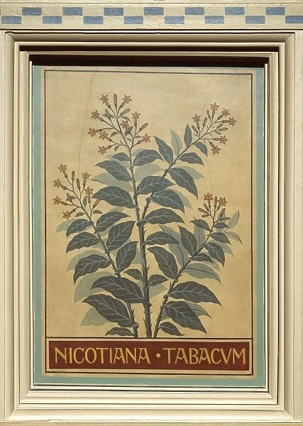 Nicotiana tabacum, tobacco