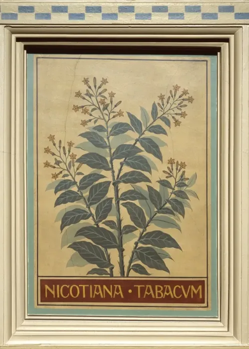 Framed Print : Nicotiana tabacum, tobacco Framed Print : Nicotiana tabacum, tobacco