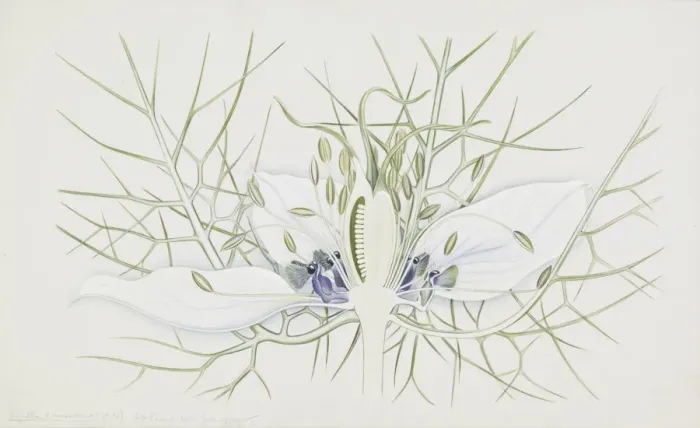 Framed Print : Nigella damascena, love-in-a-mist Framed Print : Nigella damascena, love-in-a-mist