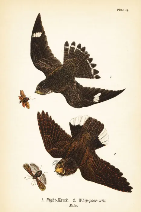 Framed Print : Night-hawk and eastern whip-poor-will Framed Print : Night-hawk and eastern whip-poor-will