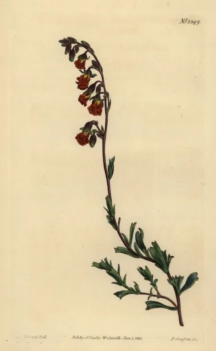 Framed Print : Night-smelling hermannia, Hermannia flammea Framed Print : Night-smelling hermannia, Hermannia flammea