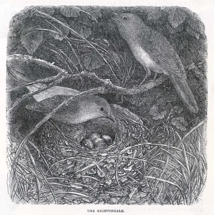 Framed Print : Nightingales (Anon) Framed Print : Nightingales (Anon)