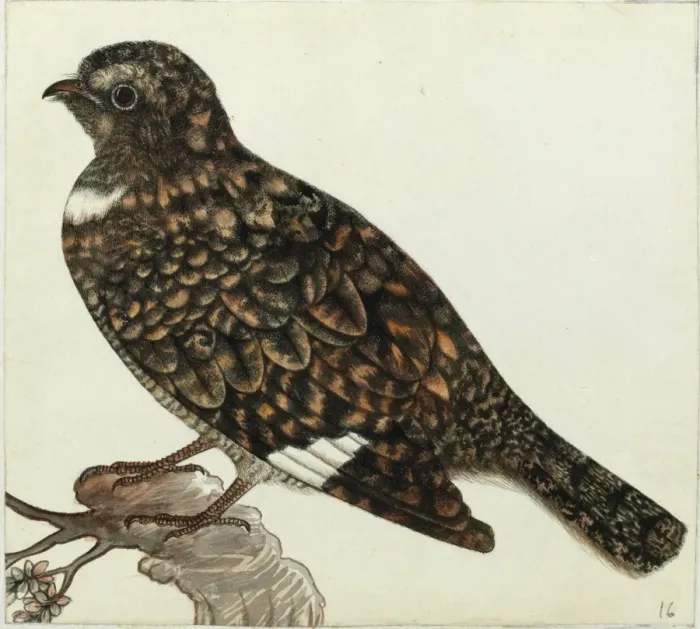 Framed Print : Nightjar sp. Caprimulgua sp Framed Print : Nightjar sp. Caprimulgua sp