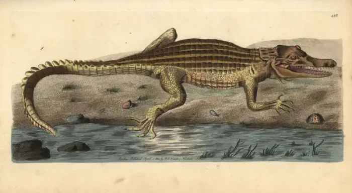 Framed Print : Nile crocodile, Crocodylus niloticus Framed Print : Nile crocodile, Crocodylus niloticus