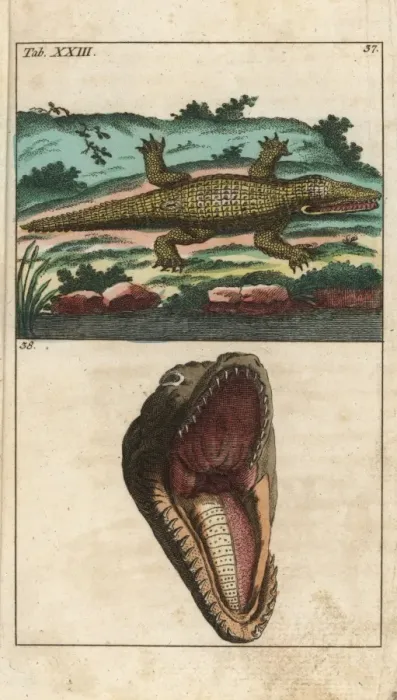 Framed Print : Nile crocodile, Crocodylus niloticus Framed Print : Nile crocodile, Crocodylus niloticus