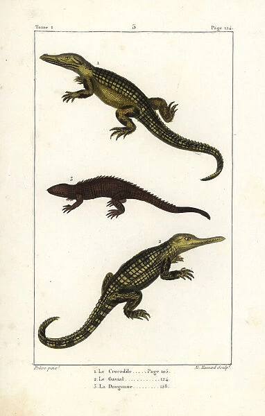 Nile crocodile, gharial and dragon lizard