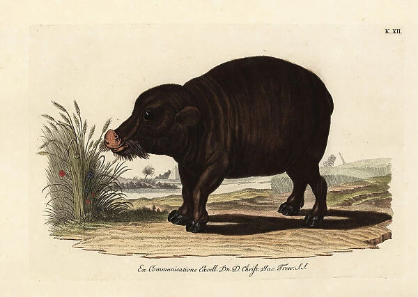 Nile hippopotamus, Hippopotamus amphibius. Vulnerable