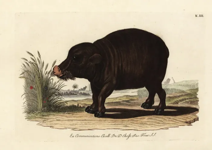 Framed Print : Nile hippopotamus, Hippopotamus amphibius. Vulnerable Framed Print : Nile hippopotamus, Hippopotamus amphibius. Vulnerable