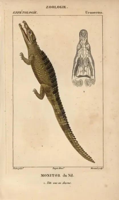 Framed Print : Nile monitor crocodile, Varanus niloticus Framed Print : Nile monitor crocodile, Varanus niloticus