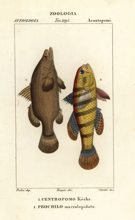 Framed Print : Nile perch and sleeper fish Framed Print : Nile perch and sleeper fish