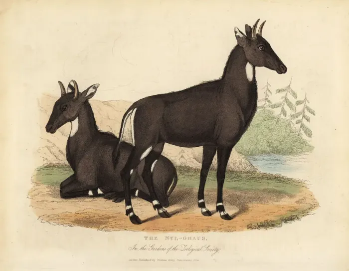 Framed Print : Nilgai or blue bull, Boselaphus tragocamelus Framed Print : Nilgai or blue bull, Boselaphus tragocamelus