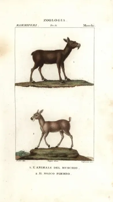 Framed Print : Nilgai, Boselaphus tragocamelus, and greater Framed Print : Nilgai, Boselaphus tragocamelus, and greater